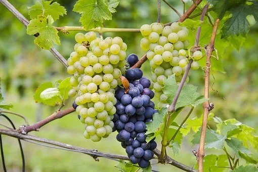 Quel type de vin est le Chablis ?