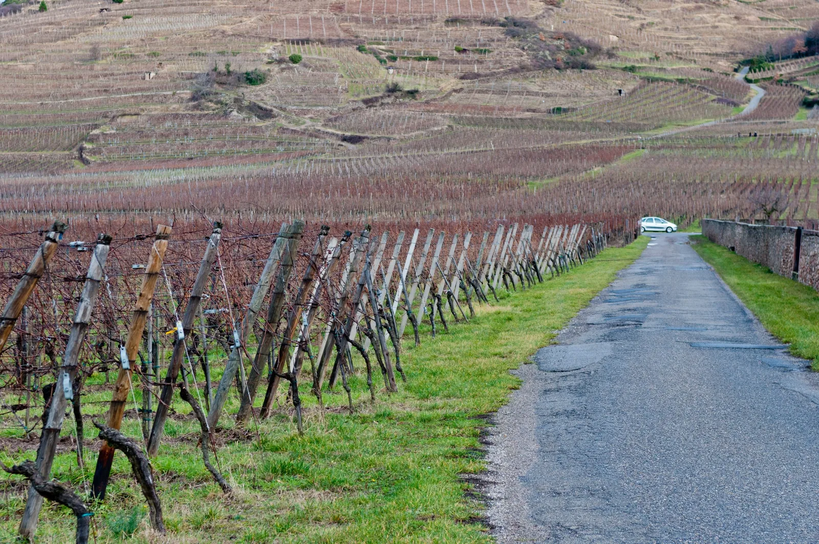 Est-ce que le gewurztraminer ?