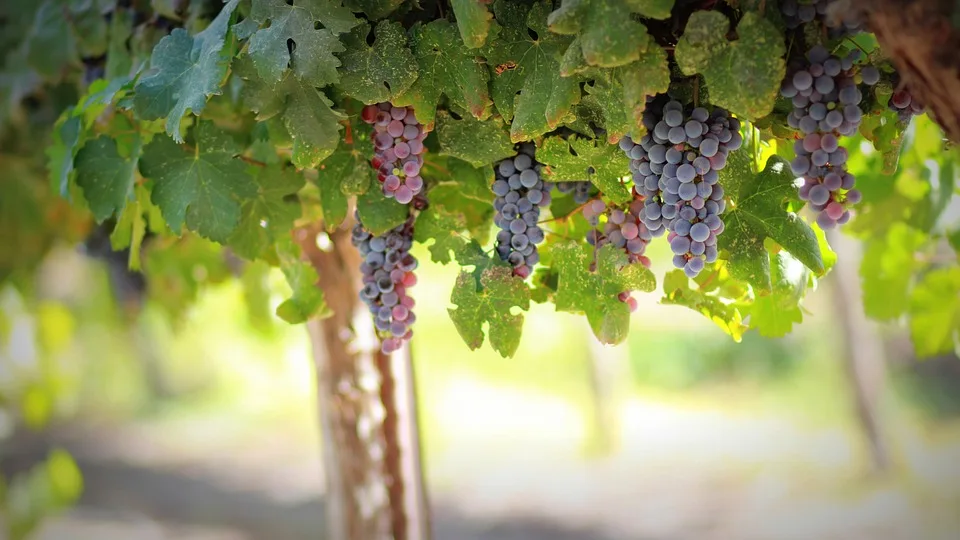 Givry : des vins de caractère, une tradition viticole authentique