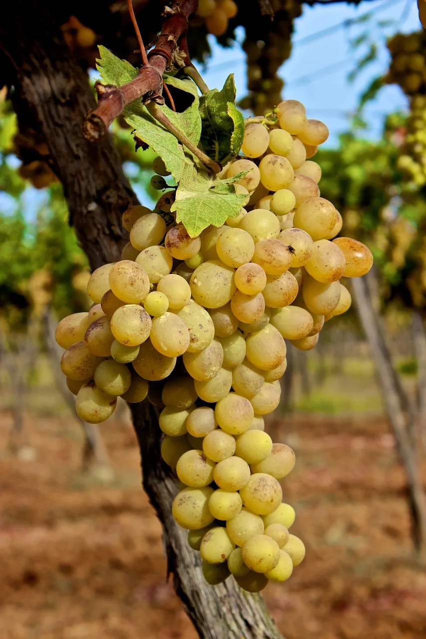 Quel est le meilleur vin blanc de Savoie ?