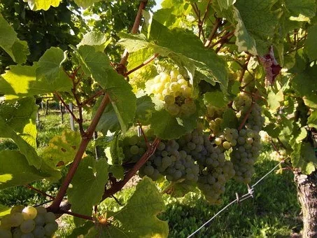 Quel verre pour Bordeaux ?