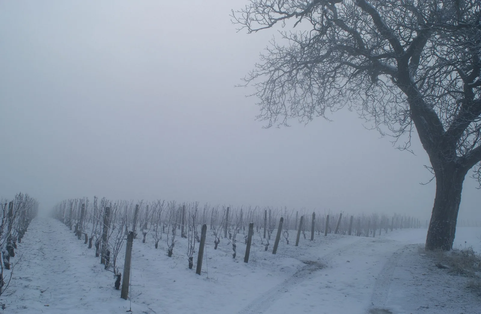 Quand boire un bourgogne aligoté ?