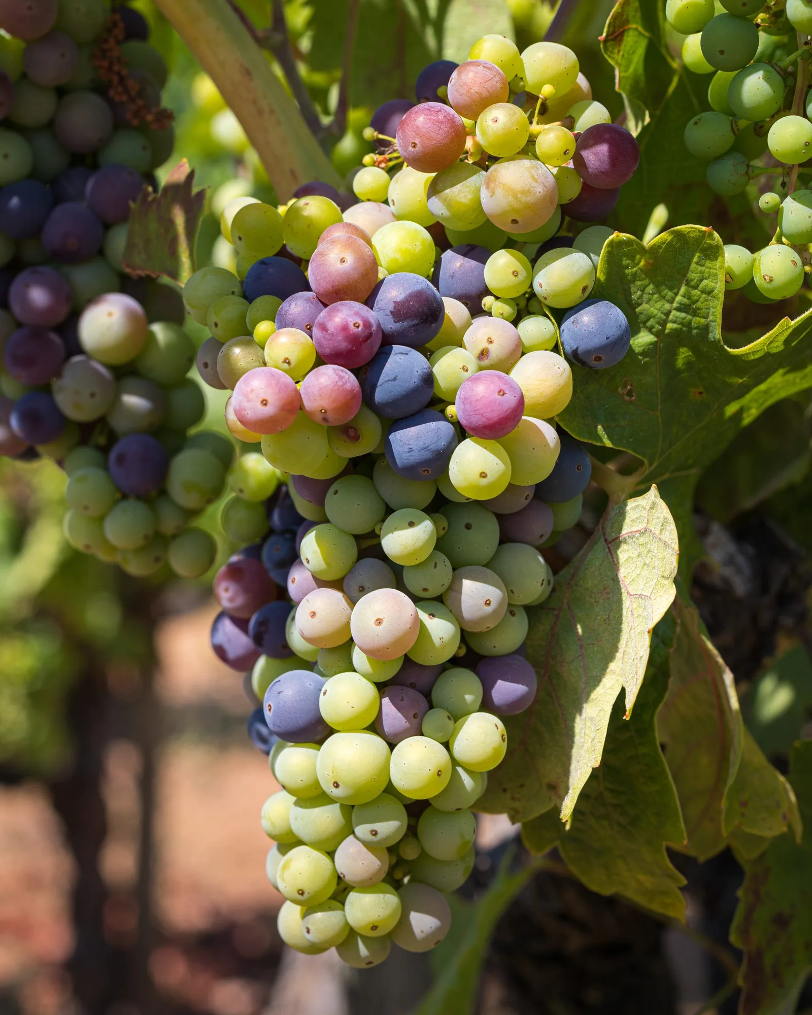 Quel plat avec un Chateauneuf du Pape ?