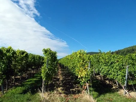 Quelle différence entre Beaujolais Nouveau et primeur ?