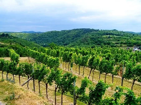 Quel cépage Sancerre rouge ?