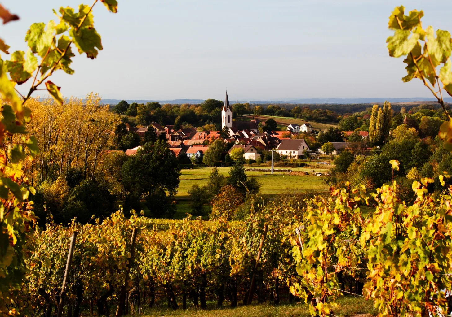 Quel plat avec du pinot blanc ?
