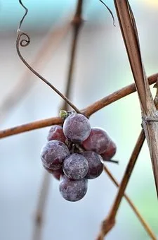 Comment boire le pinot noir de Bourgogne ?