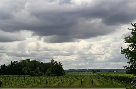 Quel vin blanc avec la choucroute ?