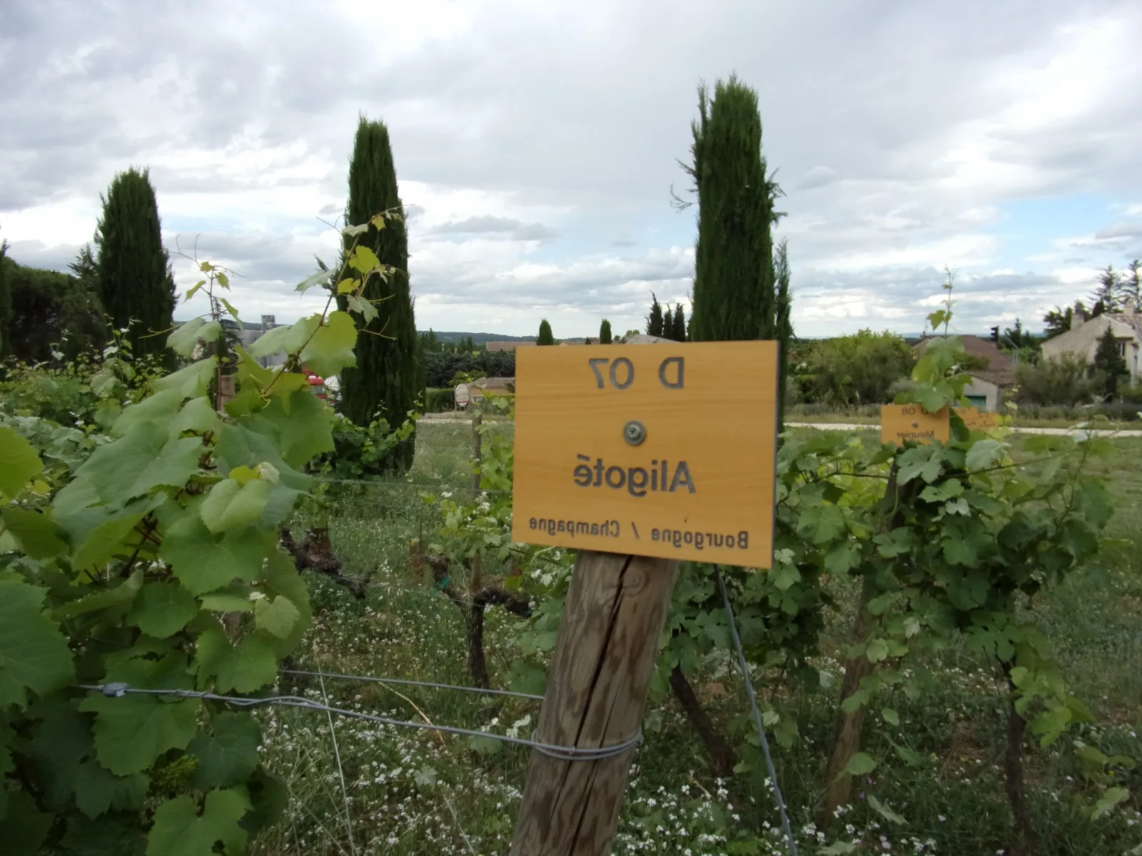 Quel est le meilleur vin blanc ?