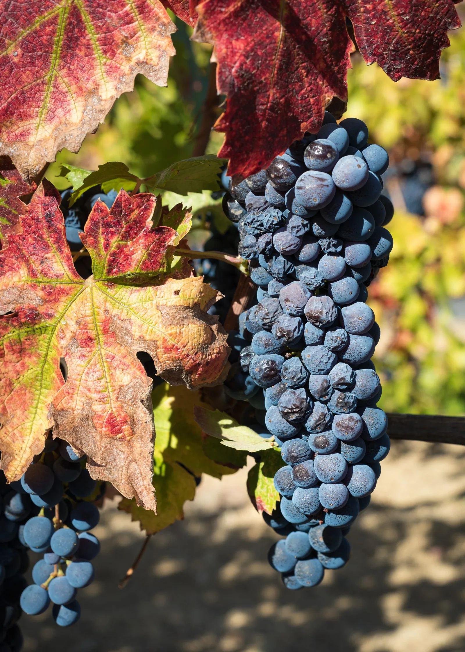 Quel est le meilleur vin du Beaujolais ?